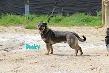 BUCKY, Hund, Mischlingshund in Russische Föderation - Bild 4