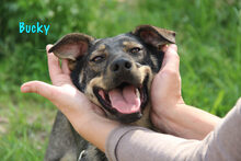 BUCKY, Hund, Mischlingshund in Russische Föderation - Bild 5