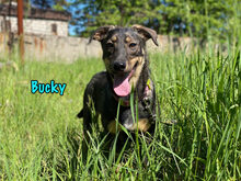 BUCKY, Hund, Mischlingshund in Russische Föderation - Bild 6