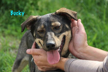 BUCKY, Hund, Mischlingshund in Russische Föderation - Bild 7