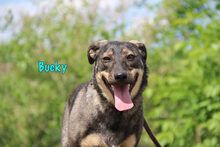 BUCKY, Hund, Mischlingshund in Russische Föderation - Bild 8