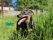 BUCKY, Hund, Mischlingshund in Russische Föderation - Bild 9