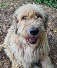 BENJAMIN, Hund, Kaukasischer Schäferhund-Mix in Gefrees - Bild 5