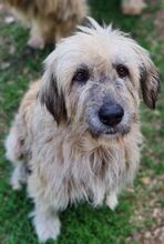 BLÜMCHEN, Hund, Kaukasischer Schäferhund-Mix in Gefrees - Bild 2