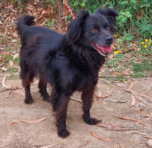 JAKE, Hund, Hütehund-Mix in Portugal - Bild 1