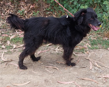 JAKE, Hund, Hütehund-Mix in Portugal - Bild 2