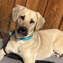 ISAAC, Hund, Labrador-Mix in Rabenau - Bild 1