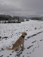 ISAAC, Hund, Labrador-Mix in Rabenau - Bild 12