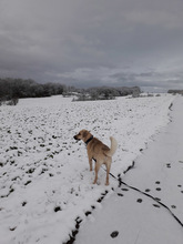 ISAAC, Hund, Labrador-Mix in Rabenau - Bild 13