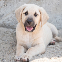 ISAAC, Hund, Labrador-Mix in Rabenau - Bild 17