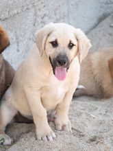 ISAAC, Hund, Labrador-Mix in Rabenau - Bild 18