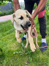 ISAAC, Hund, Labrador-Mix in Rabenau - Bild 19