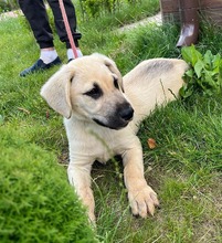 ISAAC, Hund, Labrador-Mix in Rabenau - Bild 20