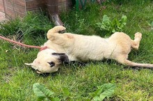 ISAAC, Hund, Labrador-Mix in Rabenau - Bild 21