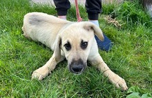 ISAAC, Hund, Labrador-Mix in Rabenau - Bild 22