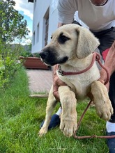 ISAAC, Hund, Labrador-Mix in Rabenau - Bild 23