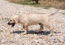 ISAAC, Hund, Labrador-Mix in Rabenau - Bild 24