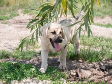 ISAAC, Hund, Labrador-Mix in Rabenau - Bild 25