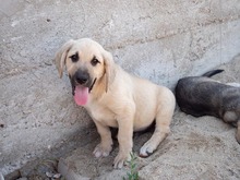 ISAAC, Hund, Labrador-Mix in Rabenau - Bild 26