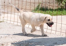 ISAAC, Hund, Labrador-Mix in Rabenau - Bild 27