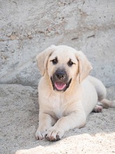 ISAAC, Hund, Labrador-Mix in Rabenau - Bild 28