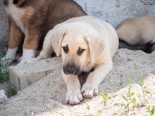 ISAAC, Hund, Labrador-Mix in Rabenau - Bild 29