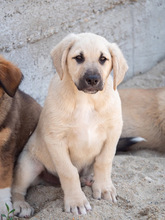 ISAAC, Hund, Labrador-Mix in Rabenau - Bild 30