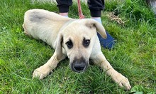 ISAAC, Hund, Labrador-Mix in Rabenau - Bild 31