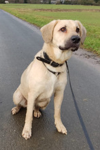 ISAAC, Hund, Labrador-Mix in Rabenau - Bild 6