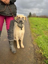 ISAAC, Hund, Labrador-Mix in Rabenau - Bild 9