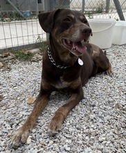 CHARLES, Hund, Mischlingshund in Griechenland - Bild 2