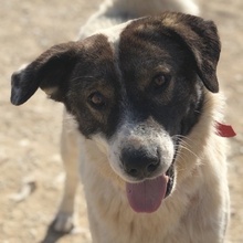 DAKIS, Hund, Mischlingshund in Griechenland - Bild 1