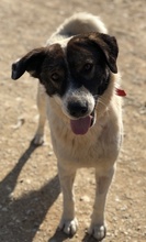 DAKIS, Hund, Mischlingshund in Griechenland - Bild 3