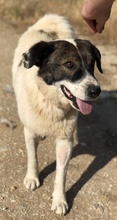 DAKIS, Hund, Mischlingshund in Griechenland - Bild 4