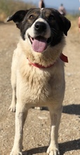 DAKIS, Hund, Mischlingshund in Griechenland - Bild 5