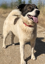 DAKIS, Hund, Mischlingshund in Griechenland - Bild 6