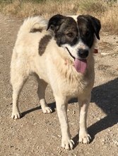 DAKIS, Hund, Mischlingshund in Griechenland - Bild 7