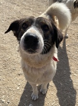 DAKIS, Hund, Mischlingshund in Griechenland - Bild 8