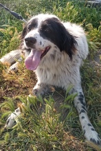 REMO, Hund, Mischlingshund in Griechenland - Bild 5