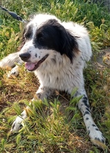 REMO, Hund, Mischlingshund in Griechenland - Bild 6