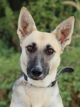 CALLIDORA, Hund, Mischlingshund in Slowakische Republik - Bild 1