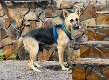 CALLIDORA, Hund, Mischlingshund in Slowakische Republik - Bild 11