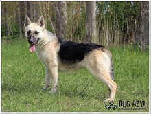 CALLIDORA, Hund, Mischlingshund in Slowakische Republik - Bild 12