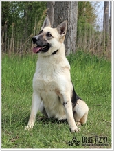CALLIDORA, Hund, Mischlingshund in Slowakische Republik - Bild 13