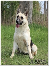 CALLIDORA, Hund, Mischlingshund in Slowakische Republik - Bild 14