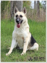 CALLIDORA, Hund, Mischlingshund in Slowakische Republik - Bild 15