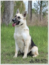CALLIDORA, Hund, Mischlingshund in Slowakische Republik - Bild 16