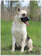 CALLIDORA, Hund, Mischlingshund in Slowakische Republik - Bild 17
