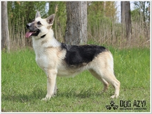 CALLIDORA, Hund, Mischlingshund in Slowakische Republik - Bild 18