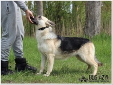 CALLIDORA, Hund, Mischlingshund in Slowakische Republik - Bild 19